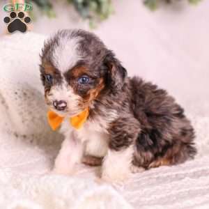 Murphy (tiny), Mini Bernedoodle Puppy